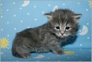 Male Siberian Kitten from Deedlebug Siberians